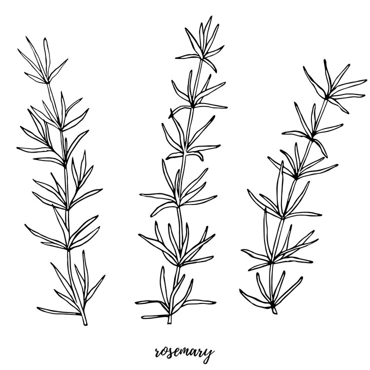 Rosemary